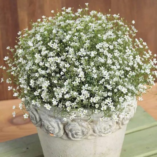 Gypsy White Improved Gypsophila Seeds - Image 2