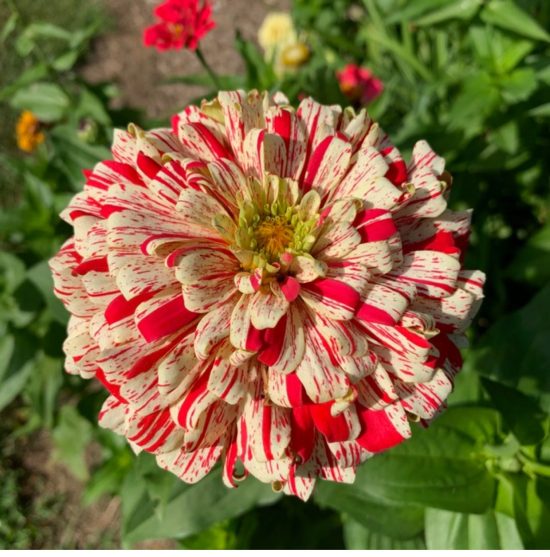 Peppermint Stick Zinnia Seeds - Image 3