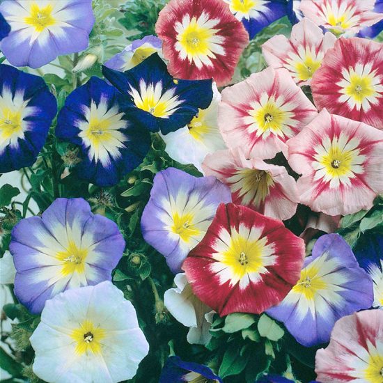 Fieldgrown Mix Morning Glory Seeds - Image 2
