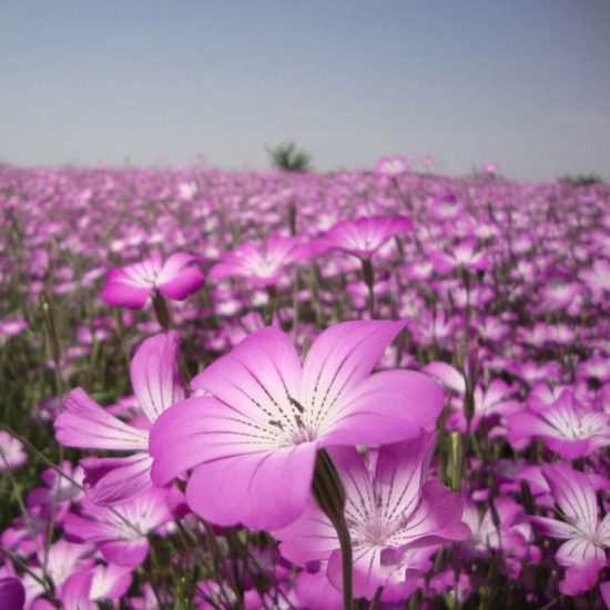 Mix Agrostemma Seeds - Image 7