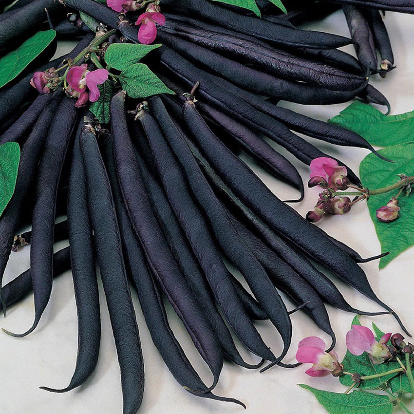 O1CN01Syp98T1XUcEpeR2rn__23922927 'Black Knight' Heirloom Runner Bean Seeds - Image 1