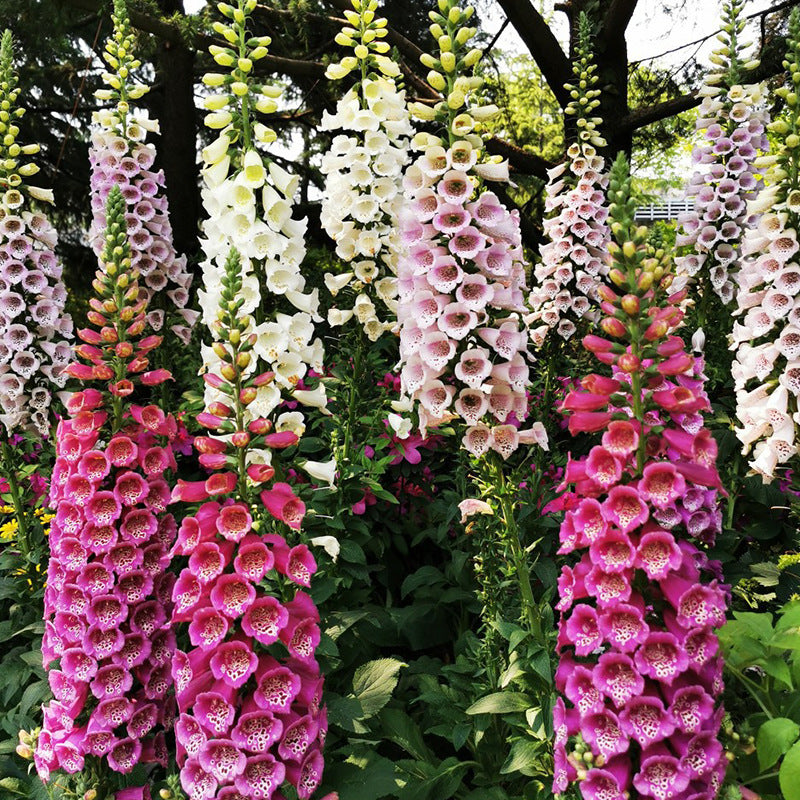 O1CN01THI1Av2BdOGJvWhLk__2044468361-0-cib Mix Hybrid Foxglove Seeds - Image 1