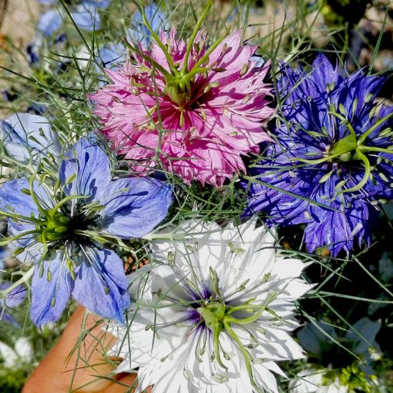 Love in a Mist Seeds - Mixed Colors Nigella Seed - Image 2
