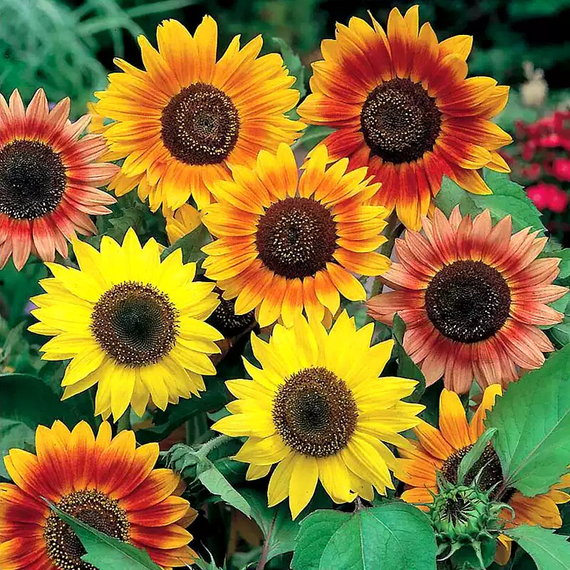 O1CN01TdiQMt2JkjluykL3F__2213216199460_jpg_q50_jpg Mix Large Flowered Colored Sunflower Seeds - Image 1