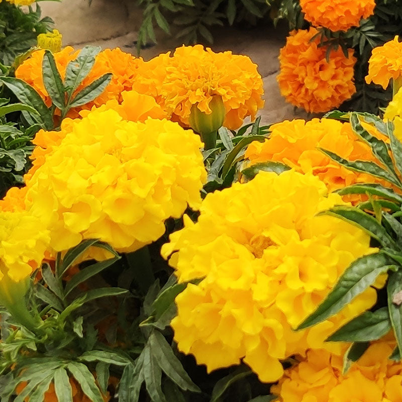 O1CN01U2hae01ICYEwqSffH__0-item_pic Janie Yellow Marigold Seeds - Image 1