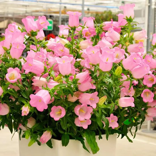 Champion II Pink (F1) Campanula Seed - Image 2