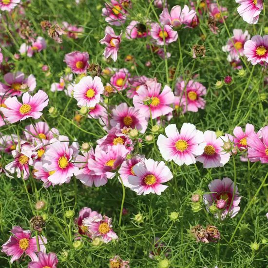 Daydream Cosmos Seeds - Image 10