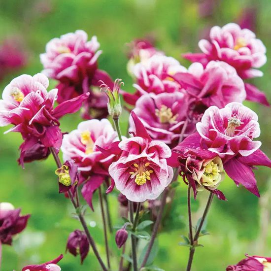 Dwarf Columbine Mixed Color Flower Seeds - Image 3