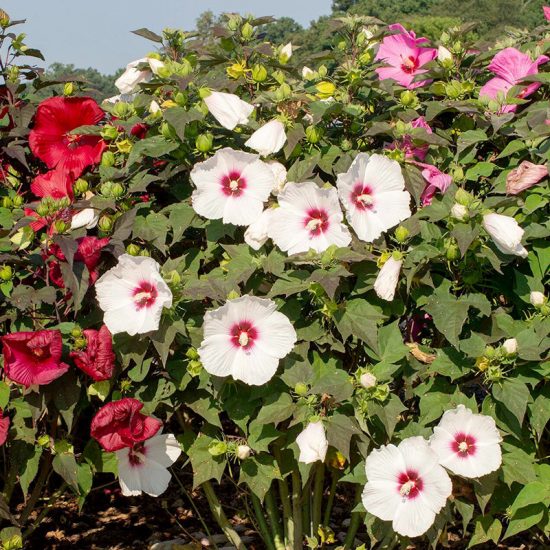 Mix Hibiscus Seeds - Image 2