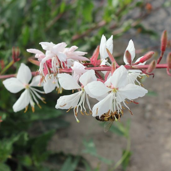 Sparkle White Gaura Seeds - Image 3