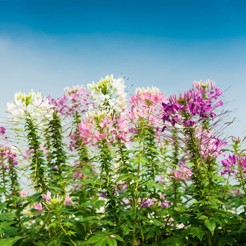 O1CN01VENUVN2JkjWYG7UJQ__2213216199460 Cleome Queen Mix Seed - Image 1