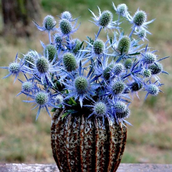 Blue Glitter Eryngium Seed - Image 2