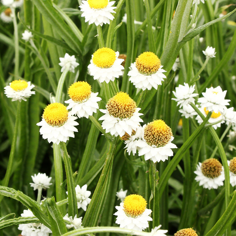 O1CN01VOp1UJ2BdOG0ZqA3L__2044468361-0-cib Winged Everlasting Ammobium Seed - Image 1