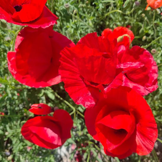 Great Scarlet Poppy Seeds - Image 3
