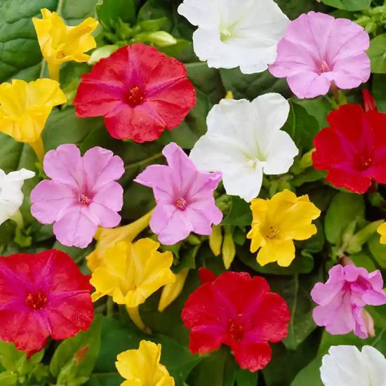 Mixed Colors Four O'Clock Seeds