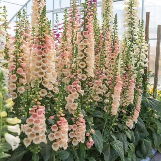 Dalmatian Peach Foxglove Seeds - Image 3