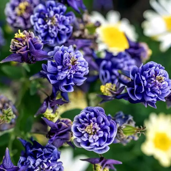 Dwarf Columbine Mixed Color Flower Seeds - Image 2