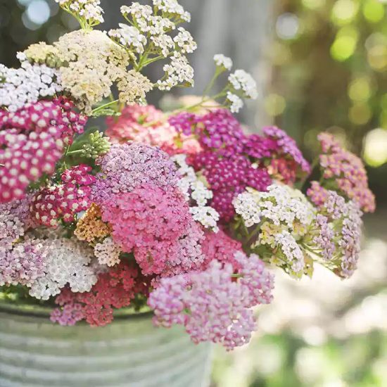 Achillea Rainbow Mix Yarrow Seeds - Image 2