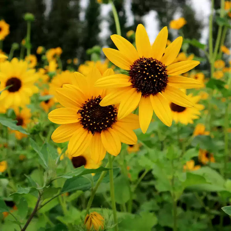 O1CN01WHlLbe2Jkjlu6eVve__2213216199460_jpg_q50_jpg Yellow Dark Center Sunflower Seeds - Image 1