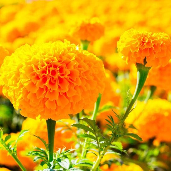 Whopper Orange Marigold Seeds - Image 3