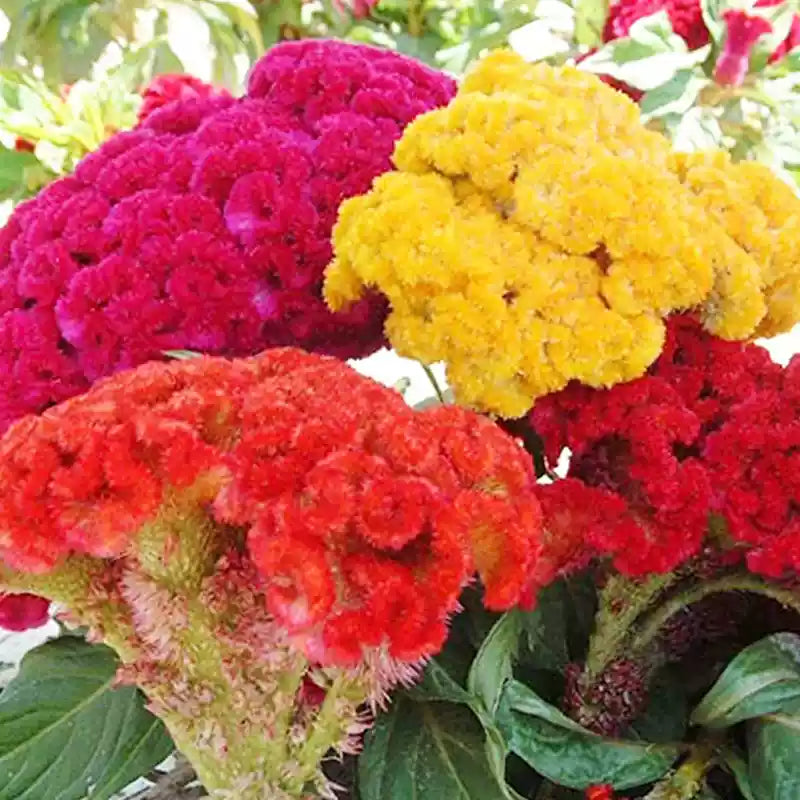 O1CN01XXG73m2JkjZizk2Ds__2213216199460_jpg_q30_jpg Mix Celosia Seeds - Image 1