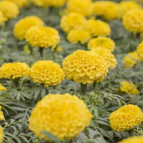 Mix Hybrid Marigold Seeds - Image 2