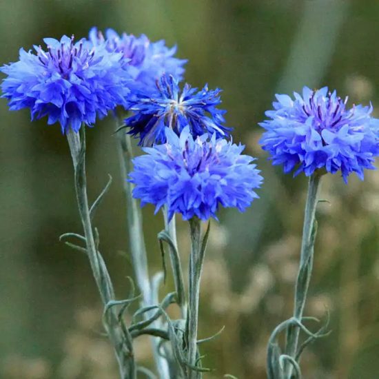 Tall Blue Boy Organic Centaurea Seeds - Image 4