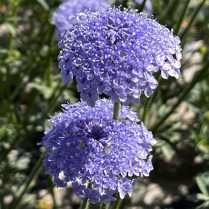 O1CN01XyQgUW2BdOHhVYDDL__2044468361-0-cib Lacy Lavender Blue Didiscus Seed - Image 1