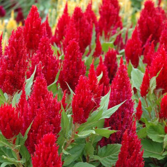 Bright Sparks Mix Celosia Seeds - Image 6