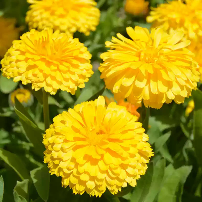 O1CN01YMVL0n2Fp4tt8Ymzy__2028418928_jpg_q30_jpg Pacific Beauty Yellow Calendula Seeds - Image 1