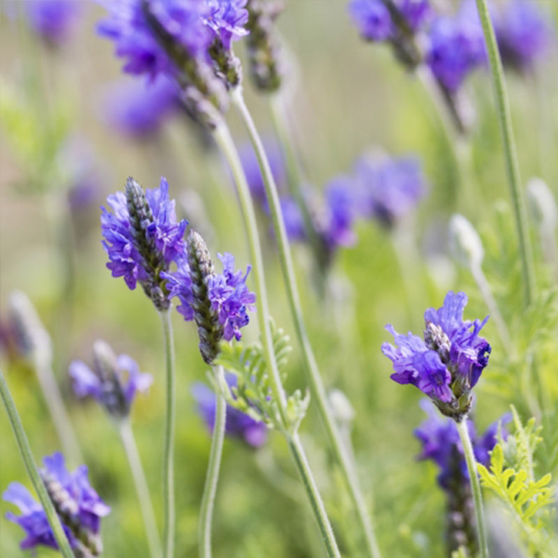 O1CN01YO1ozL2JkjWeRpBR6__2213216199460 Munstead-Type Organic Lavender Seed - Image 1