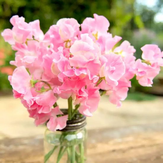 Elegance Pink Diana Sweet Pea Seed - Image 2