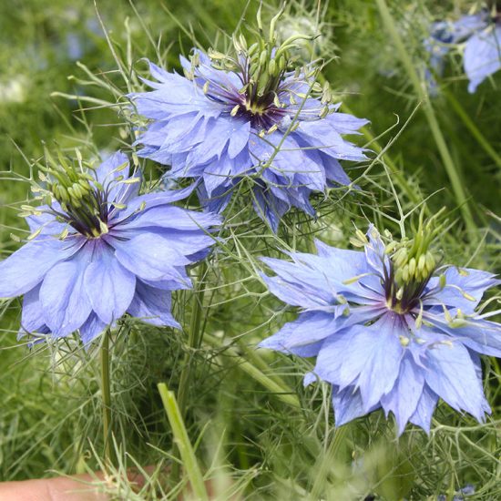 Love in a Mist Miss Jeckyll Nigella Seeds - Image 2