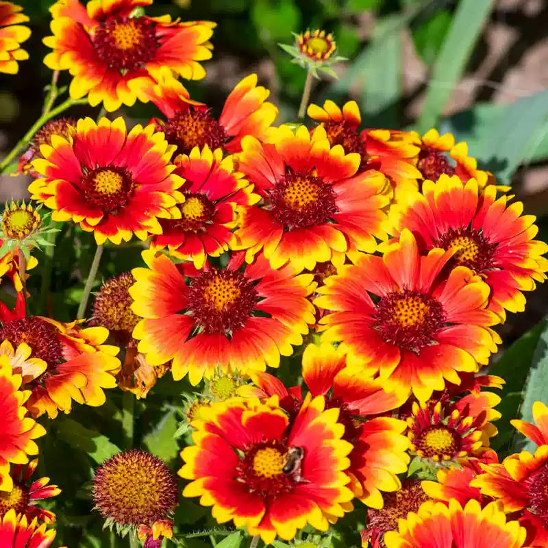 O1CN01ZBipRv2JkjldwIJYx__2213216199460.jpg_q30.jpg__1 Painter's Palette Mix Blanket Flower Seeds - Image 1