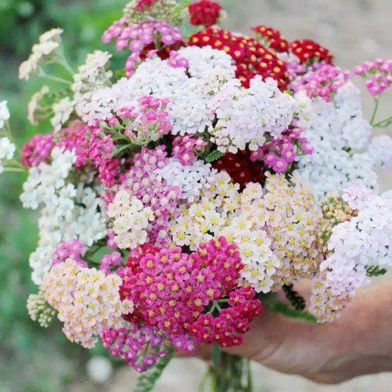 Achillea Rainbow Mix Yarrow Seeds - Image 3