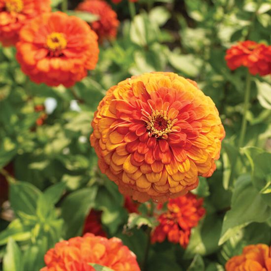 Queeny Mix Zinnia Seeds - Image 3