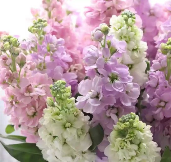 Giant Imperial Mix Stock Seeds - Image 2