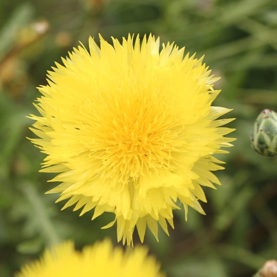 Imperialis Mix Cornflower Seeds - Image 4