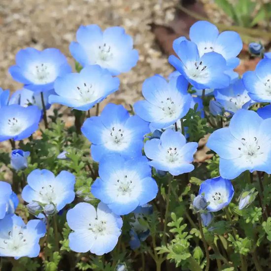 Mixed Nemophila Seeds - Image 5