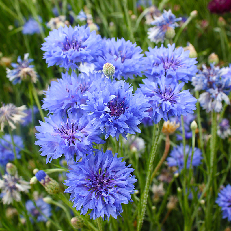O1CN01bMt1Nz2BdOFVaWpyA__2044468361-0-cib_1 Tall Blue Boy Organic Centaurea Seeds - Image 1