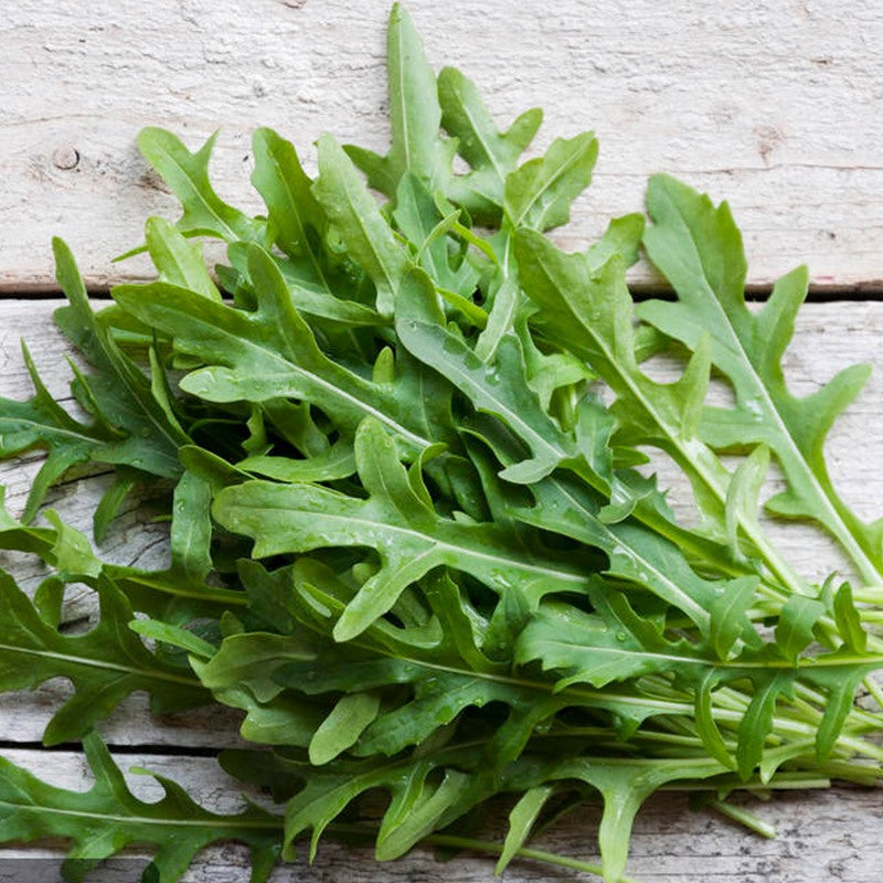 O1CN01bPvzTT21SGYuFlqVQ__983106983-0-cib_1 Speedy Arugula Seeds - Image 1