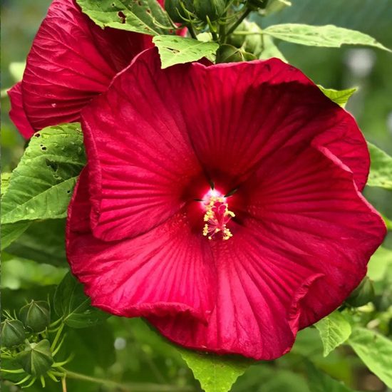 Mix Hibiscus Seeds - Image 5