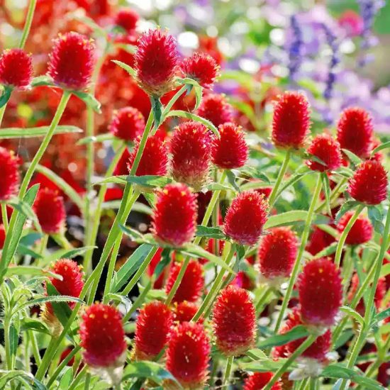Las Vegas Mix Gomphrena Seeds - Image 8