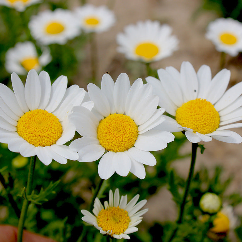 O1CN01cLPdgt2BdOJDt0o2n__2044468361-0-cib_1 Snow Lady Shasta Daisy Seeds - Image 1