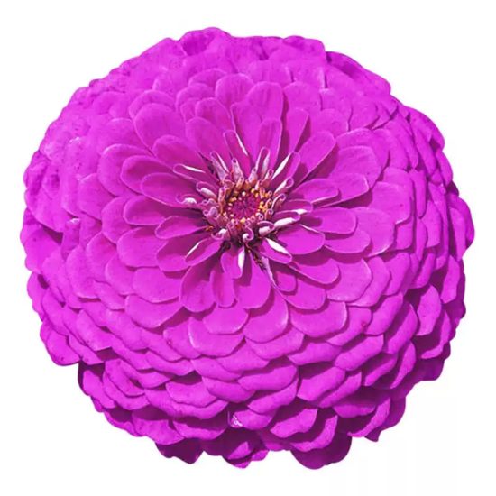 Picks Lilac Zinnia Seeds - Image 3