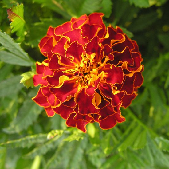 Harmony Marigold Seeds - Image 3