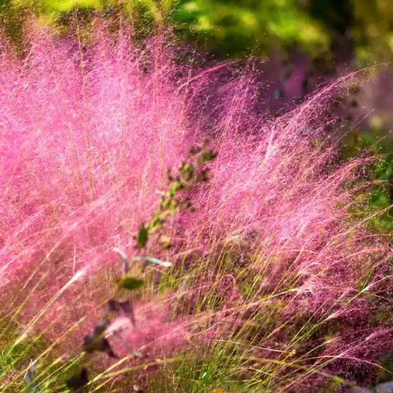 O1CN01dRZbRB2Jkjlv3gkj0__2213216199460_jpg_q50_jpg Ruby Muhly Grass Seeds - Image 1