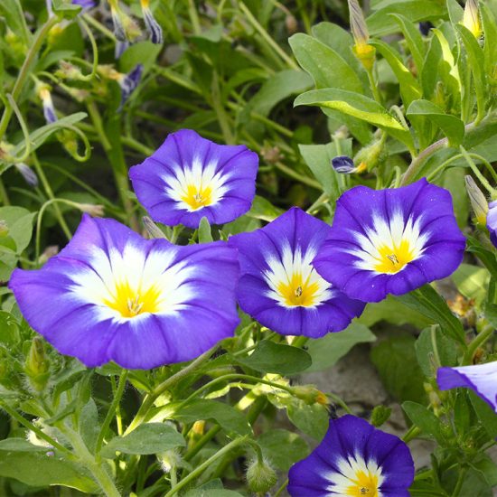 Fieldgrown Mix Morning Glory Seeds - Image 5