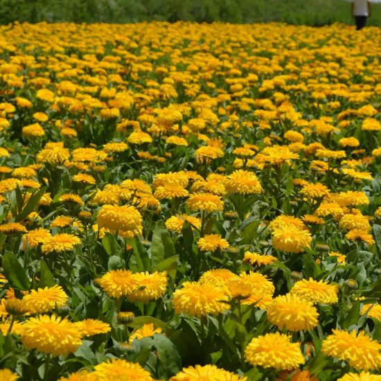 Pacific Beauty Yellow Calendula Seeds - Image 4