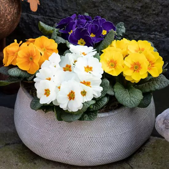 Lighthouse Mix Primula Seeds - Image 2